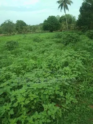 Land For Sale - Galgamuwa