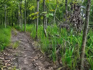 One Acre Mature Teak Land for Sale in Dambulla.