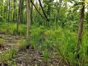 One Acre Mature Teak Land for Sale in Dambulla.