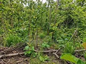 One Acre Mature Teak Land for Sale in Dambulla.