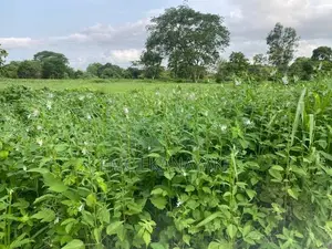 Land For Sale - Galgamuwa