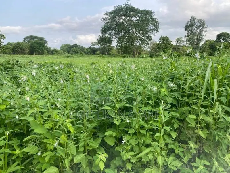 Land For Sale - Galgamuwa