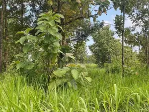 Land For Sale in Dambulla - දඹුල්ලෙන් ඉඩමක් විකිණීමට