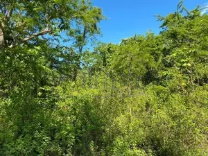Land For Sale in Dambulla - දඹුල්ලෙන් ඉඩමක් විකිණීමට