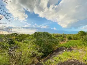 Land For Sale in Dambulla - දඹුල්ලෙන් ඉඩමක් විකිණීමට