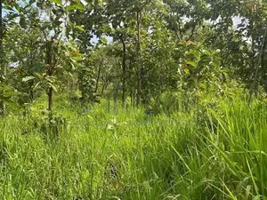 Land For Sale in Dambulla - දඹුල්ලෙන් ඉඩමක් විකිණීමට