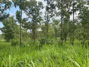 Land For Sale in Dambulla - දඹුල්ලෙන් ඉඩමක් විකිණීමට