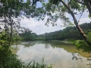 Land For Sale in Dambulla - දඹුල්ලෙන් ඉඩමක් විකිණීමට