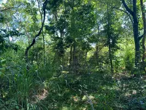 Land For Sale in Dambulla - දඹුල්ලෙන් ඉඩමක් විකිණීමට