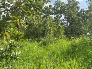 Land For Sale in Dambulla - දඹුල්ලෙන් ඉඩමක් විකිණීමට