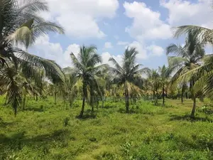Land For Sale in Dambulla - දඹුල්ලෙන් ඉඩමක් විකිණීමට