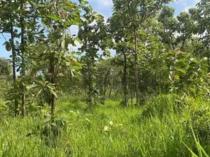 Land For Sale in Dambulla - දඹුල්ලෙන් ඉඩමක් විකිණීමට