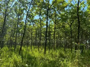 Land For Sale in Dambulla - දඹුල්ලෙන් ඉඩමක් විකිණීමට
