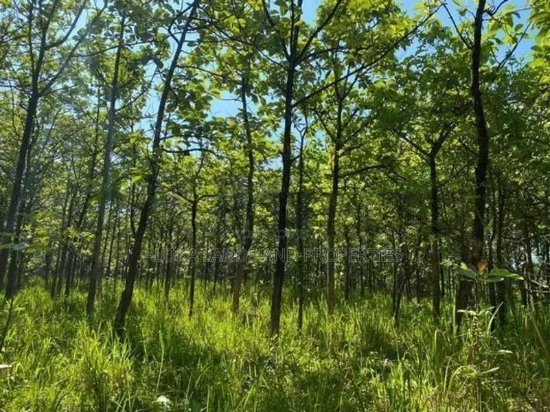 Land For Sale in Dambulla - දඹුල්ලෙන් ඉඩමක් විකිණීමට