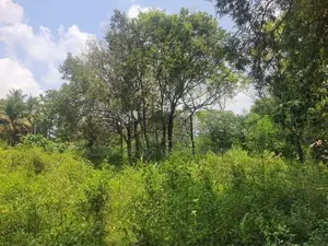 Land For Sale in Dambulla - දඹුල්ලෙන් ඉඩමක් විකිණීමට