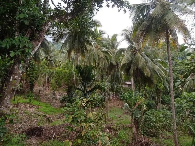 Coconut Land for Sale in Gampola