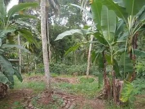 Coconut Land for Sale in Gampola