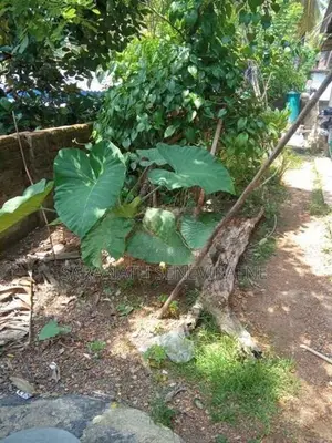 House for sell in Rajagiriya Madinnagoda