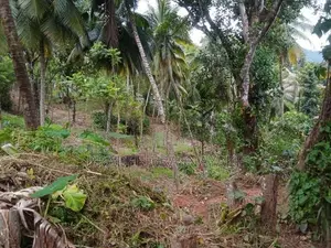 Coconut Land for Sale in Gampola
