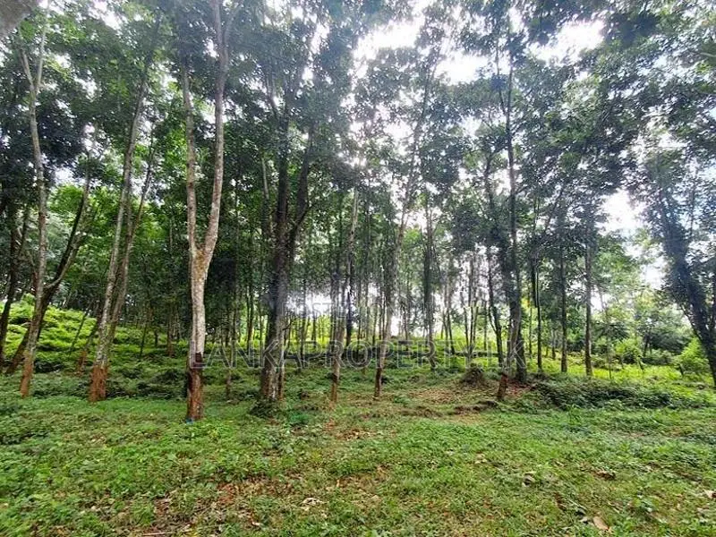 5 Acres of maintained Rubber Land for Sale on Udulla, Mirigama