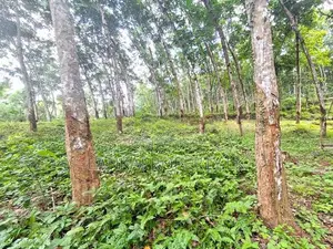 5 Acres of maintained Rubber Land for Sale on Udulla, Mirigama