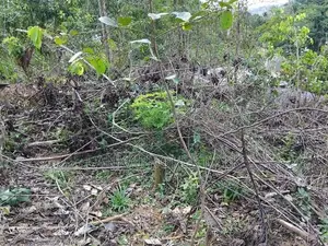 160 Perches Scenic Land for Sale in Kananke, Matara