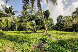 Land Facing Paddy Fields - Kurunegala Kidapola කුරුණෑගල කිඩපොල
