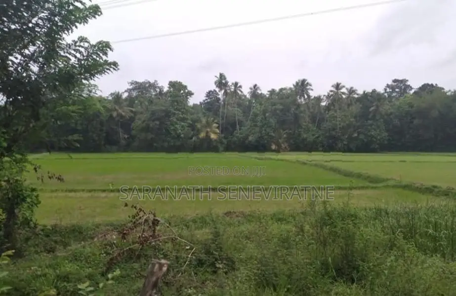 Land Facing Paddy Fields - Kurunegala Kidapola කුරුණෑගල කිඩපොල
