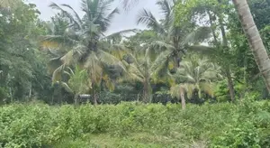 Land Facing Paddy Fields - Kurunegala Kidapola කුරුණෑගල කිඩපොල