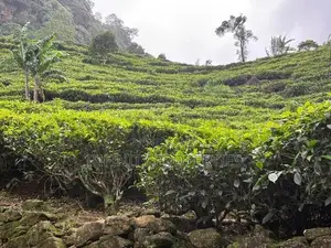 (AFA191) 92 Acre Land for Sale at Dolos Bage Nawalapitiya