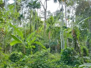 Valuable 504 P Agriculture Land with House for Sale in Matara Beliatta