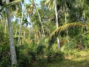 Valuable 504 P Agriculture Land with House for Sale in Matara Beliatta