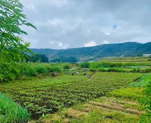 (AFA199) 58P Land for Sale in Nuwara Eliya Hills
