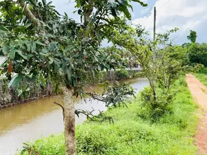 (AFA198) Paddy Field Facing 88P Land for Sale -Homagama
