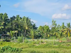 (AFA198) Paddy Field Facing 88P Land for Sale -Homagama