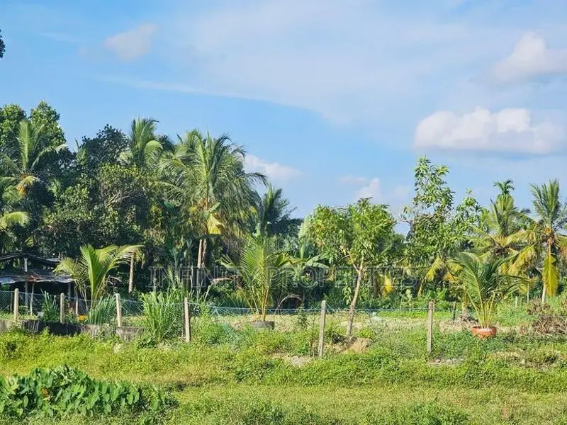 (AFA198) Paddy Field Facing 88P Land for Sale -Homagama