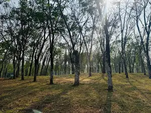 Valueble Plots for Sale in Kananvila