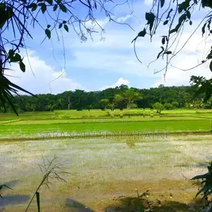 Land in Mirigama -Overlooking a Paddy Field With Old House - Meerigama