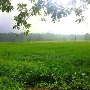 Land in Mirigama -Overlooking a Paddy Field With Old House - Meerigama