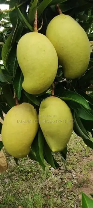 25.5 Acres 100% Fruitful TJC Mango Orchard For Sale in Girandurukotte