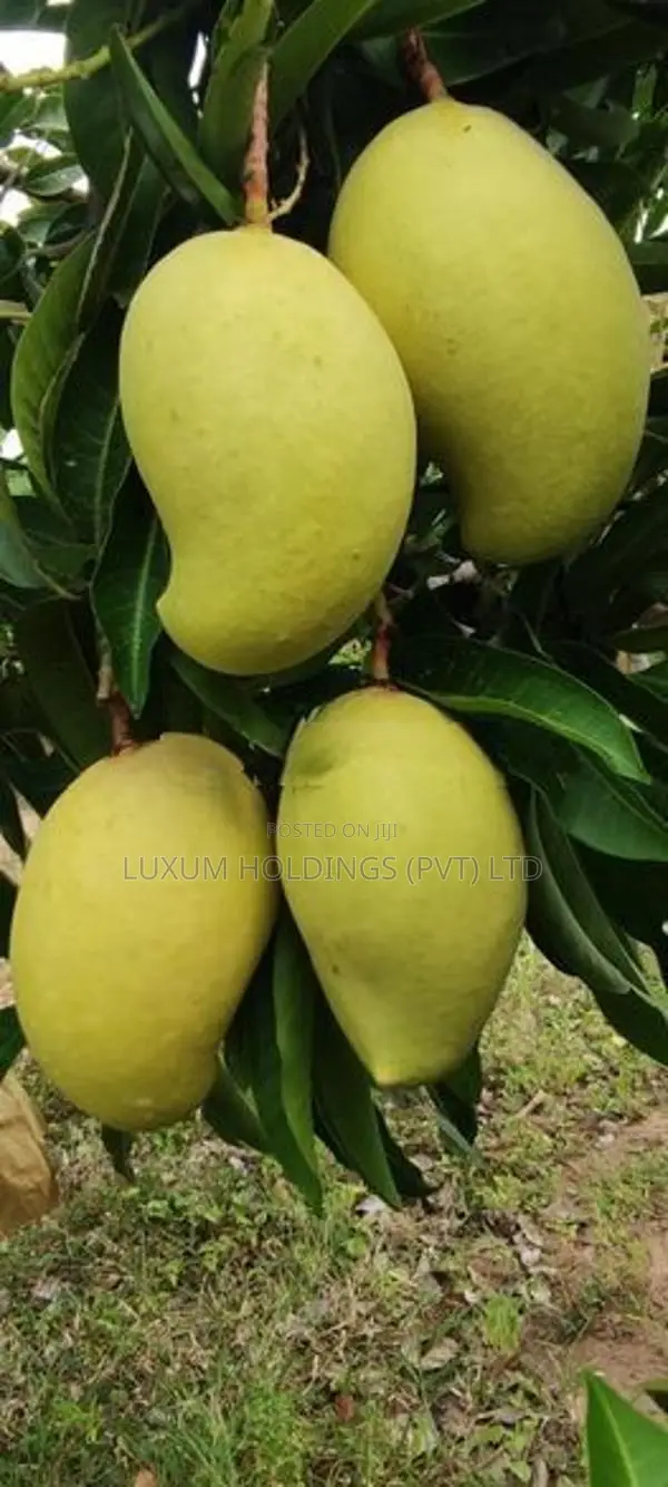 25.5 Acres 100% Fruitful TJC Mango Orchard For Sale in Girandurukotte
