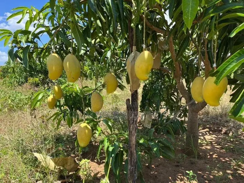 TJC Mango 100% Fruitful 25.5 Acres Orchard For Sale in Girandurukotte