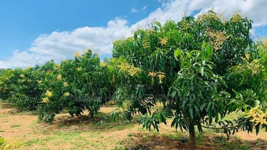 TJC Mango 100% Fruitful 25.5 Acres Orchard For Sale in Girandurukotte