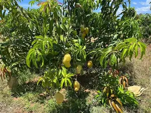 25.5 Acres 100% Fruitful TJC Mango Orchard For Sale in Girandurukotte