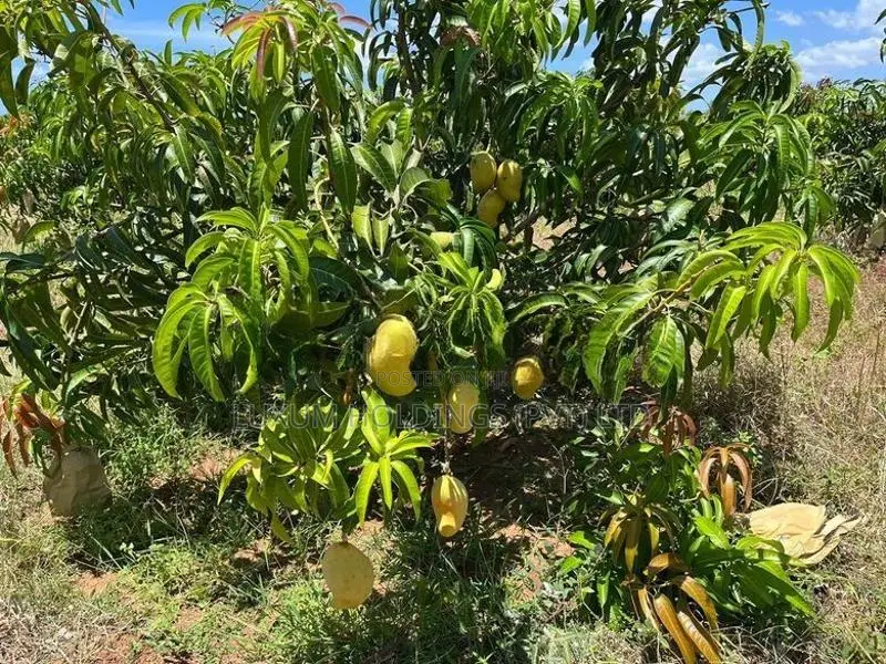 25.5 Acres 100% Fruitful TJC Mango Orchard For Sale in Girandurukotte