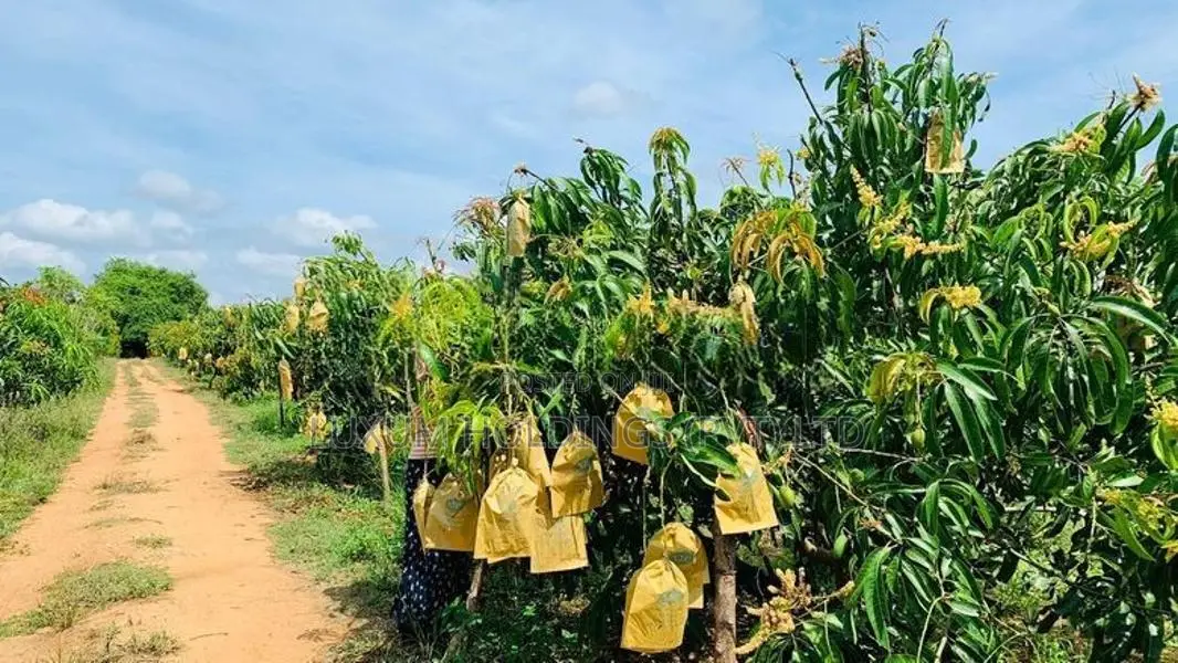 25.5 Acres 100% Fruitful TJC Mango Orchard For Sale in Girandurukotte