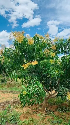 TJC Mango 100% Fruitful 25.5 Acres Orchard For Sale in Girandurukotte