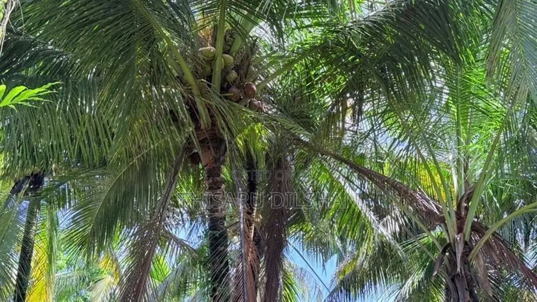 114 Perches Land for Sale in Massala, Beruwala