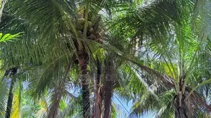 114 Perches Land for Sale in Massala, Beruwala