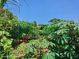 Beachfront Land for Sale Komari
